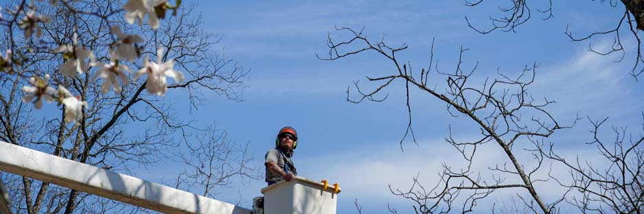 Our Solutions - Residential Tree Care